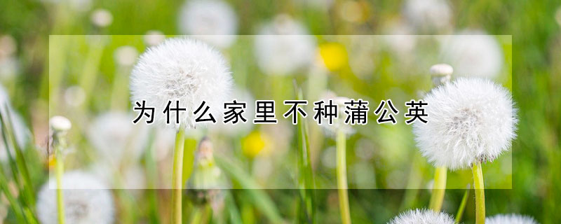 为什么家里不种蒲公英