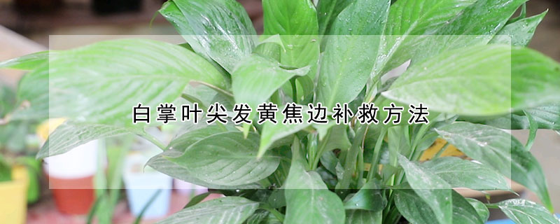 白掌叶尖发黄焦边补救方法