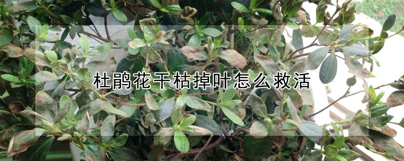 杜鹃花干枯掉叶怎么救活