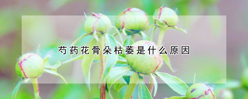 芍药花骨朵枯萎是什么原因