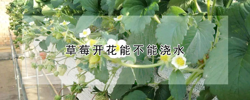 草莓开花能不能浇水