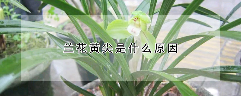 兰花黄尖是什么原因