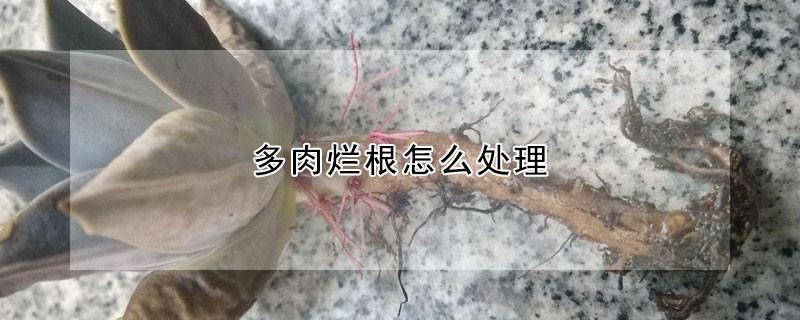 多肉烂根怎么处理