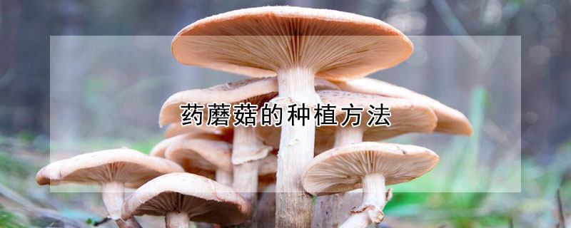 药蘑菇的种植方法 —【发财农业网】