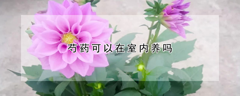 芍药可以在室内养吗