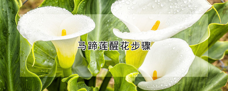 马蹄莲醒花步骤