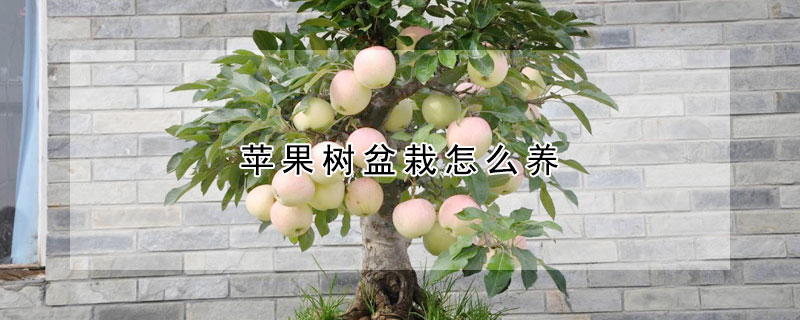 苹果树盆栽怎么养
