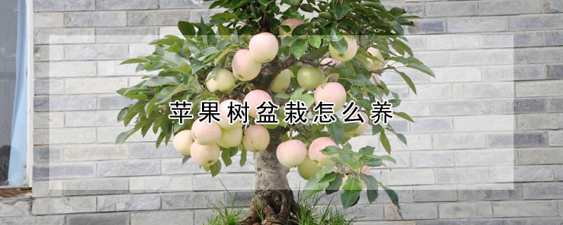 苹果树盆栽怎么养