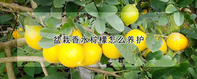 盆栽香水柠檬怎么养护 —【发财农业网】