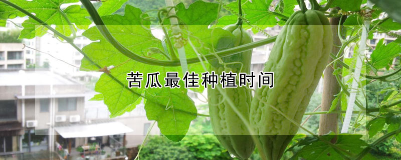 苦瓜最佳种植时间