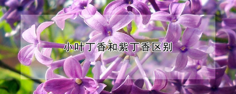 小叶丁香和紫丁香区别