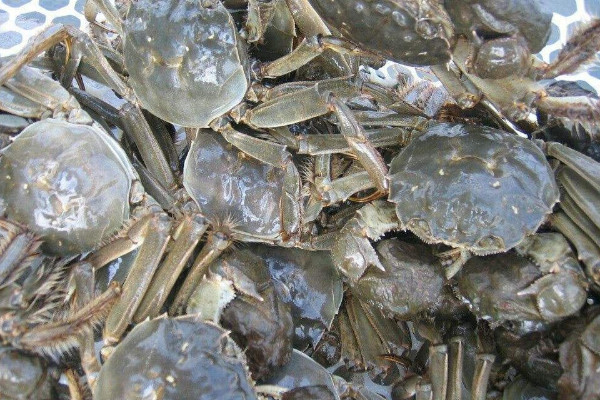 湖蟹和海蟹有什么区别