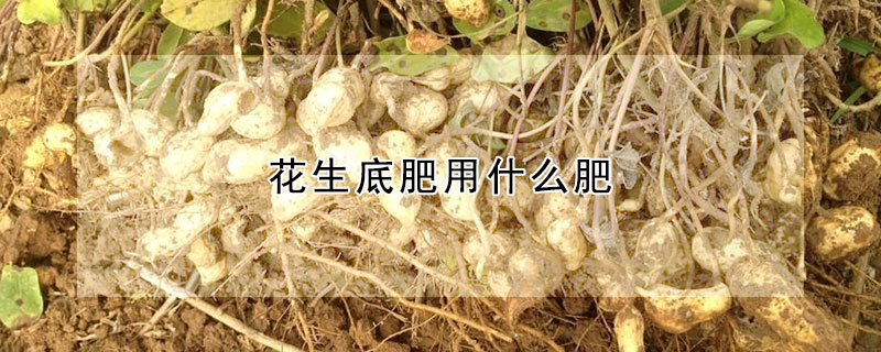 花生底肥用什么肥