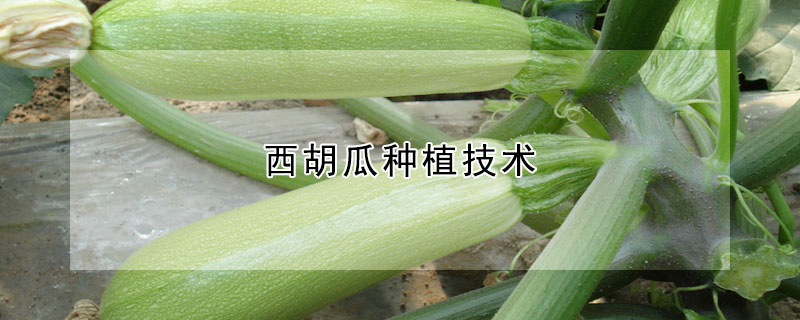 蔬菜 蔬菜大全 蔬菜图片 水培蔬菜 有机蔬菜 蔬菜种类 无土栽培蔬菜 蔬菜价格 碱性蔬菜 脱水蔬菜 盆栽蔬菜 发财农业网