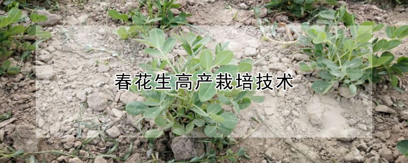 落花生和花生的区别 发财农业网