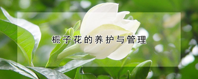 栀子花的养护与管理