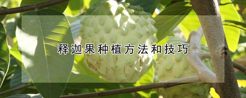 释迦果种植方法和技巧