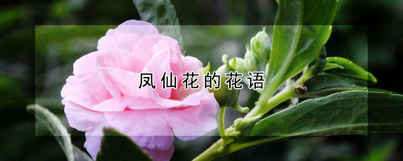 凤仙花的花语