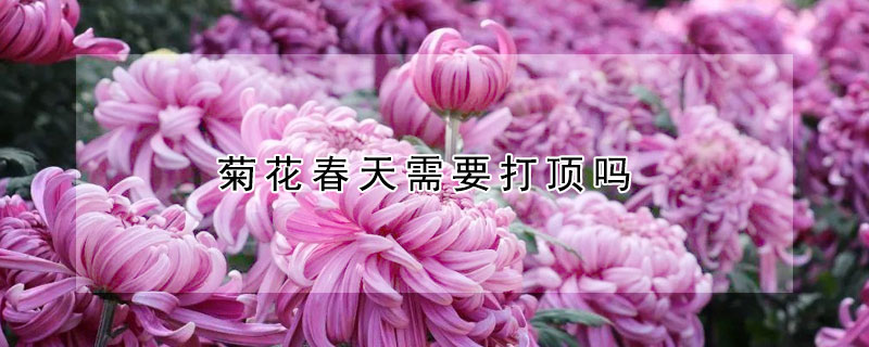 菊花春天需要打顶吗