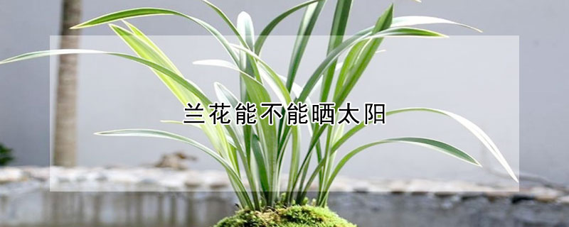 兰花能不能晒太阳