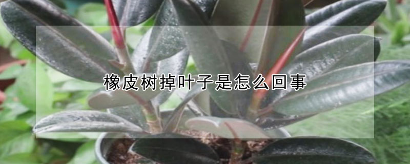 橡皮树掉叶子是怎么回事