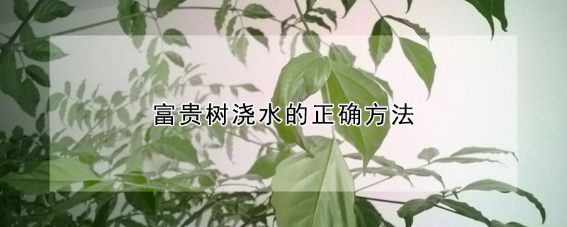 富贵树浇水的正确方法