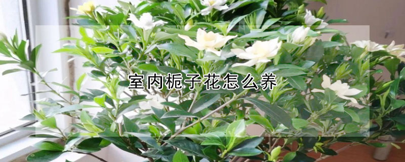 室内栀子花怎么养