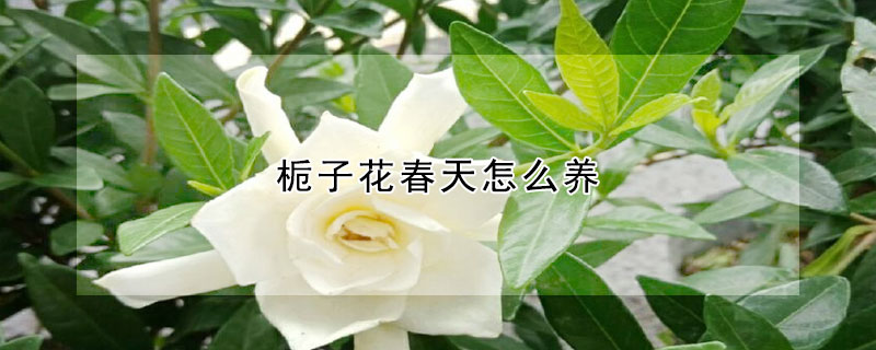 栀子花春天怎么养