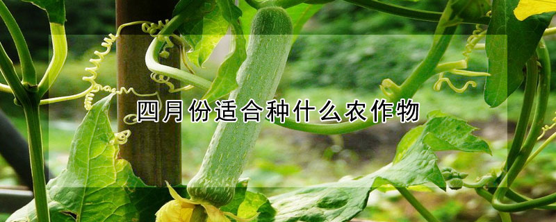 四月份适合种什么农作物