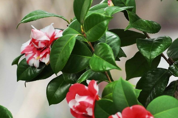 山茶花的养殖方法 茶花的养殖方法家里如何养好茶花