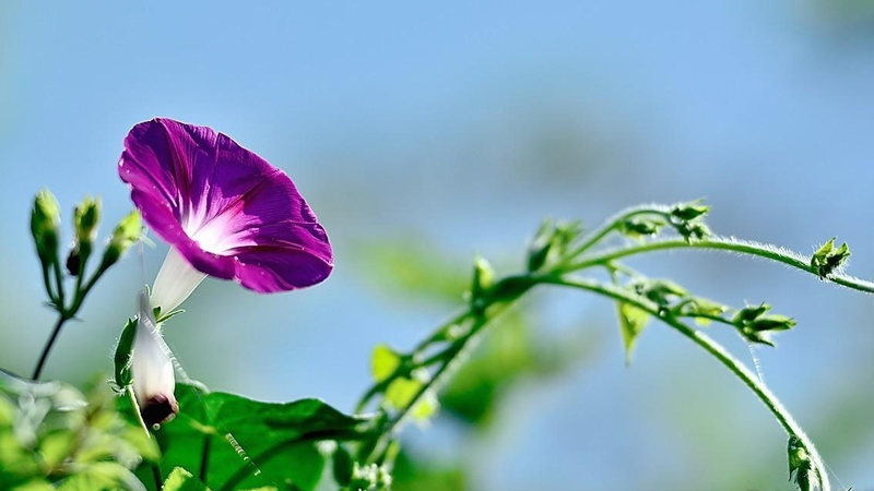 牵牛花有毒吗