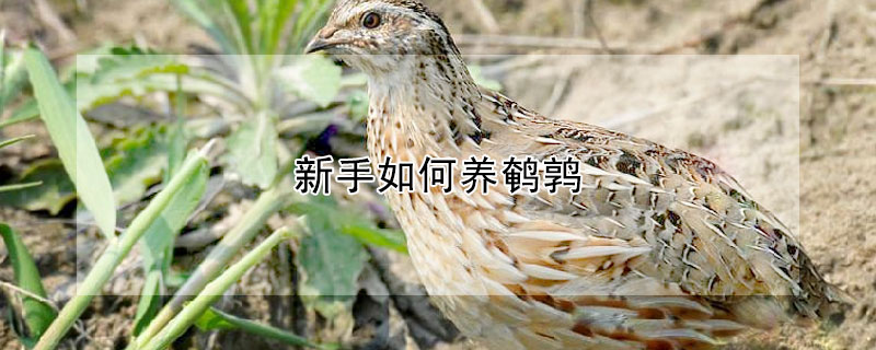 新手如何养鹌鹑