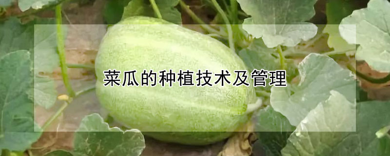 菜瓜的种植技术及管理 —【发财农业网】
