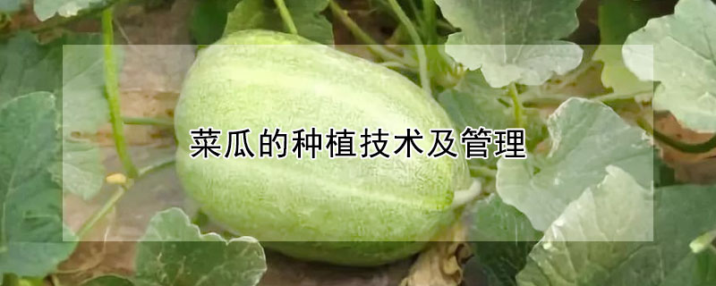 菜瓜的种植技术及管理 发财农业网