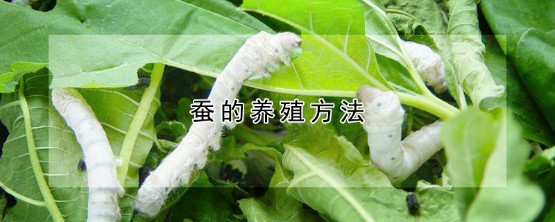 蚕的养殖方法