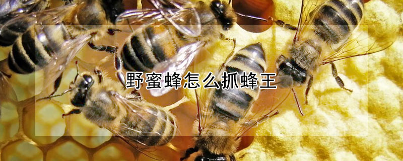 野蜜蜂怎么抓蜂王