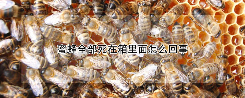 蜜蜂全部死在箱里面怎么回事