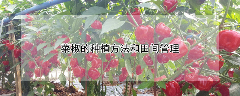 菜椒的种植方法和田间管理