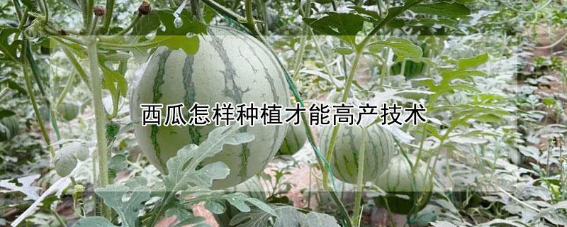 西瓜怎样种植才能高产技术