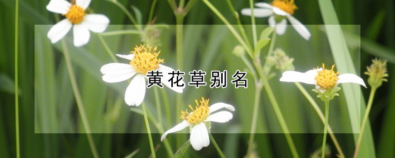 黄花草别名