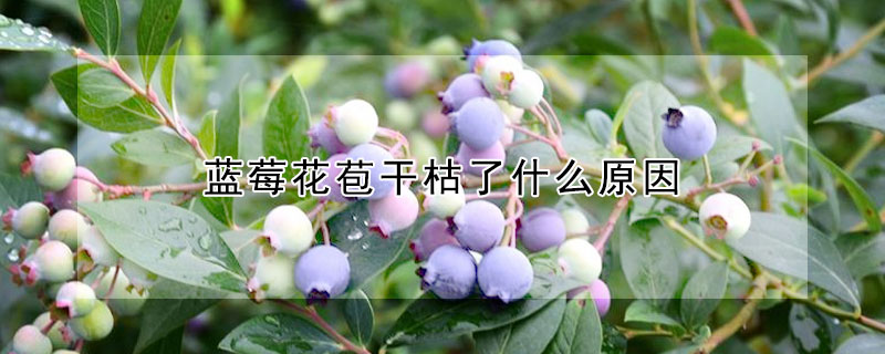 蓝莓花苞干枯了什么原因