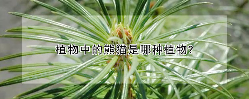 植物中的熊猫是哪种植物?