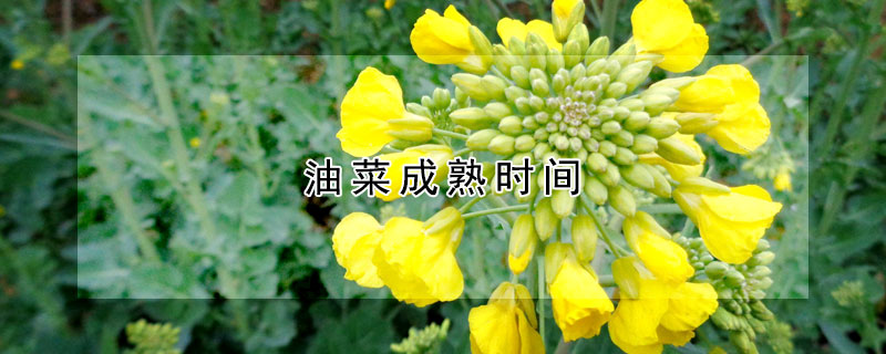 油菜成熟时间