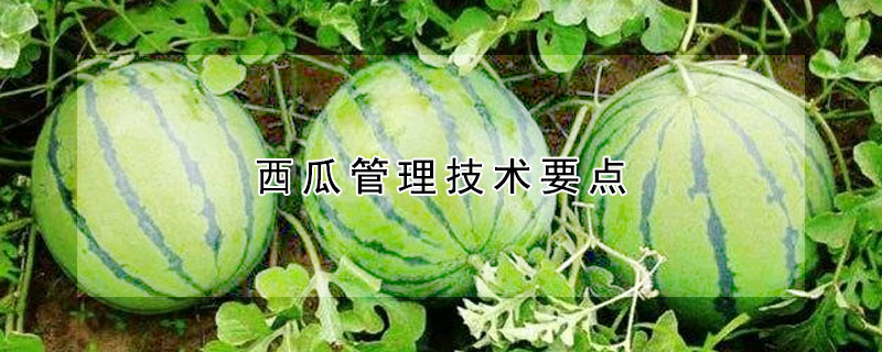 无籽西瓜品种 发财农业网 无籽西瓜品种 发财农业网