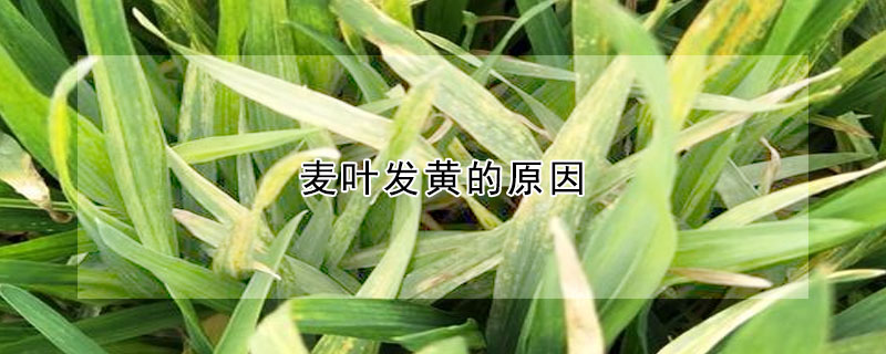 麦叶发黄的原因