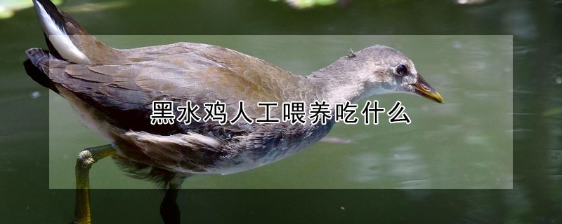 黑水鸡人工喂养吃什么