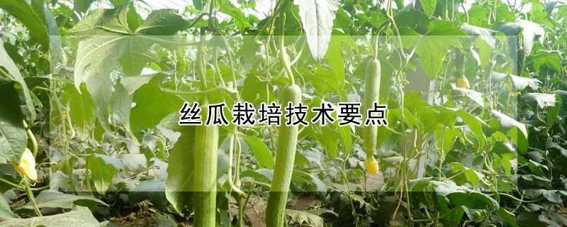 丝瓜栽培技术要点