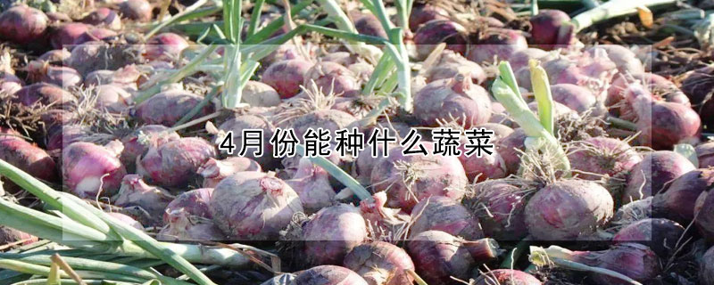 4月份能种什么蔬菜