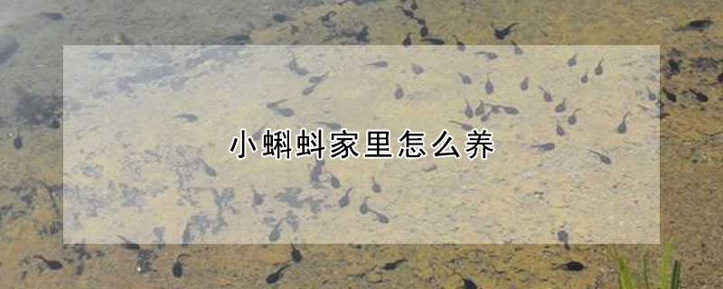 小蝌蚪家里怎么养