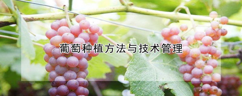 葡萄种植方法与技术管理